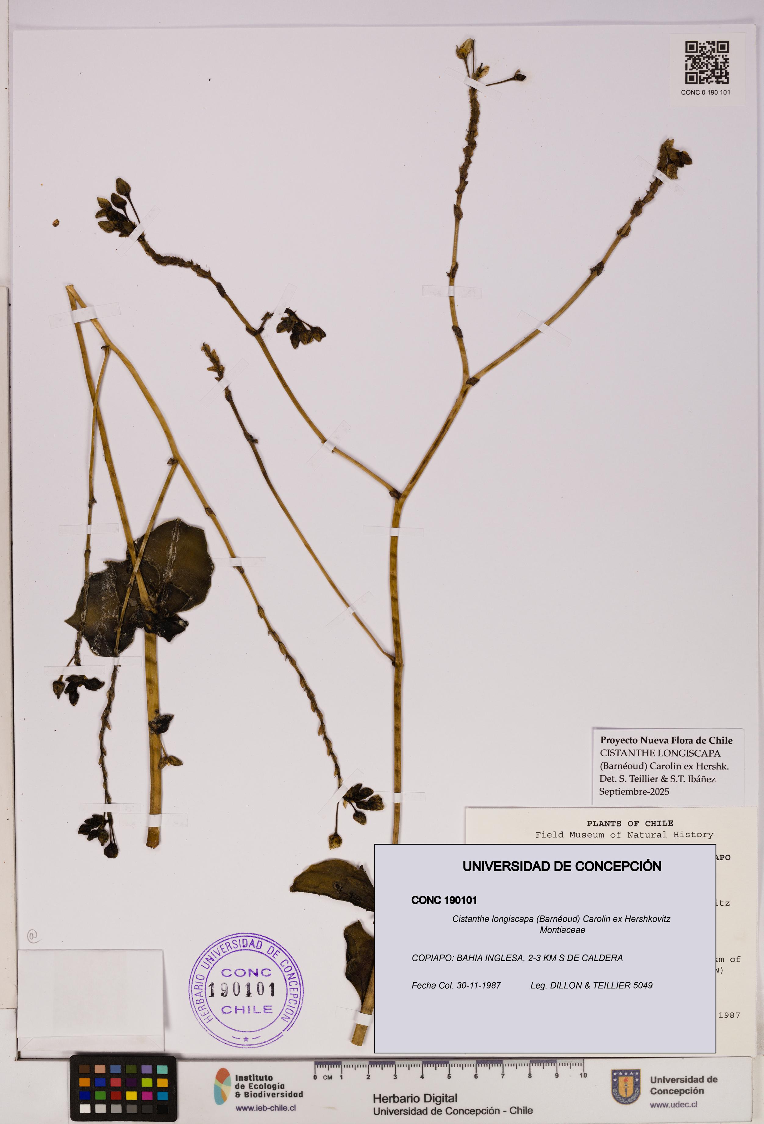 Cistanthe longiscapa [Espécimen: UDEC:CONC:0190101]