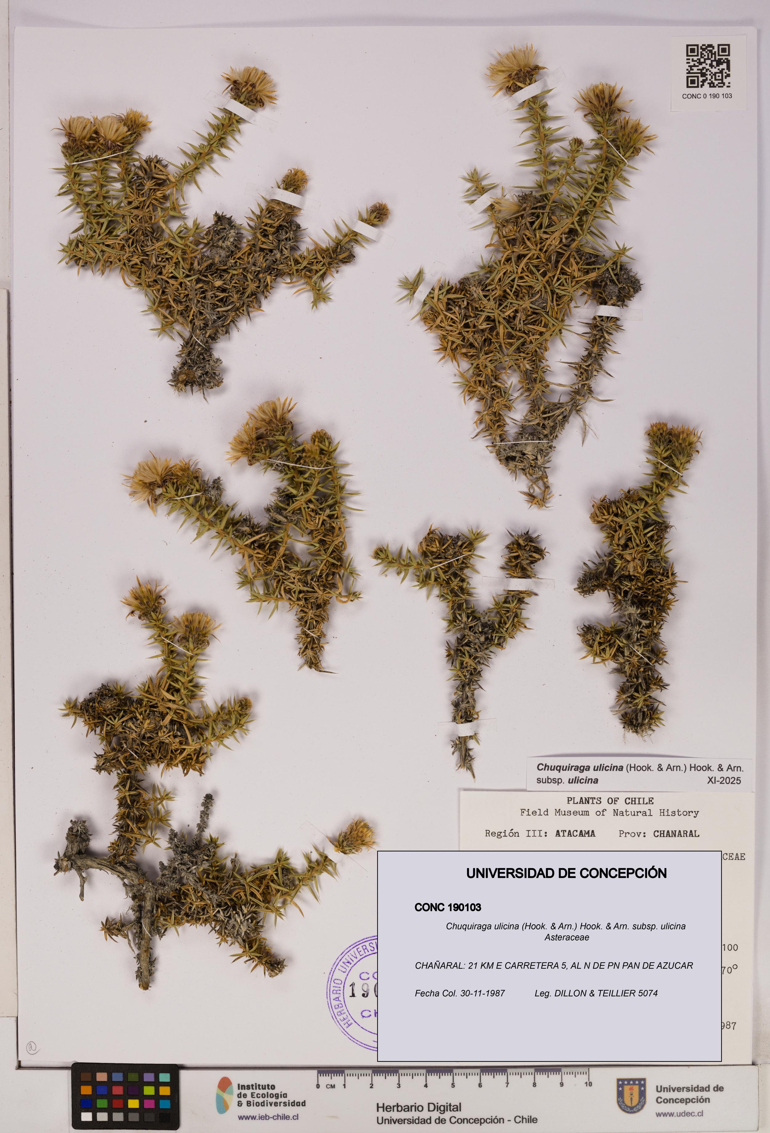 Chuquiraga ulicina subsp. ulicina [Espécimen: UDEC:CONC:0190103]