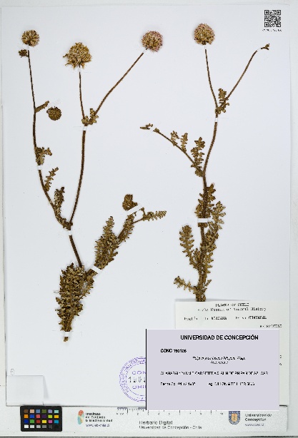 Polyachyrus fuscus [Espécimen: UDEC:CONC:0190106]