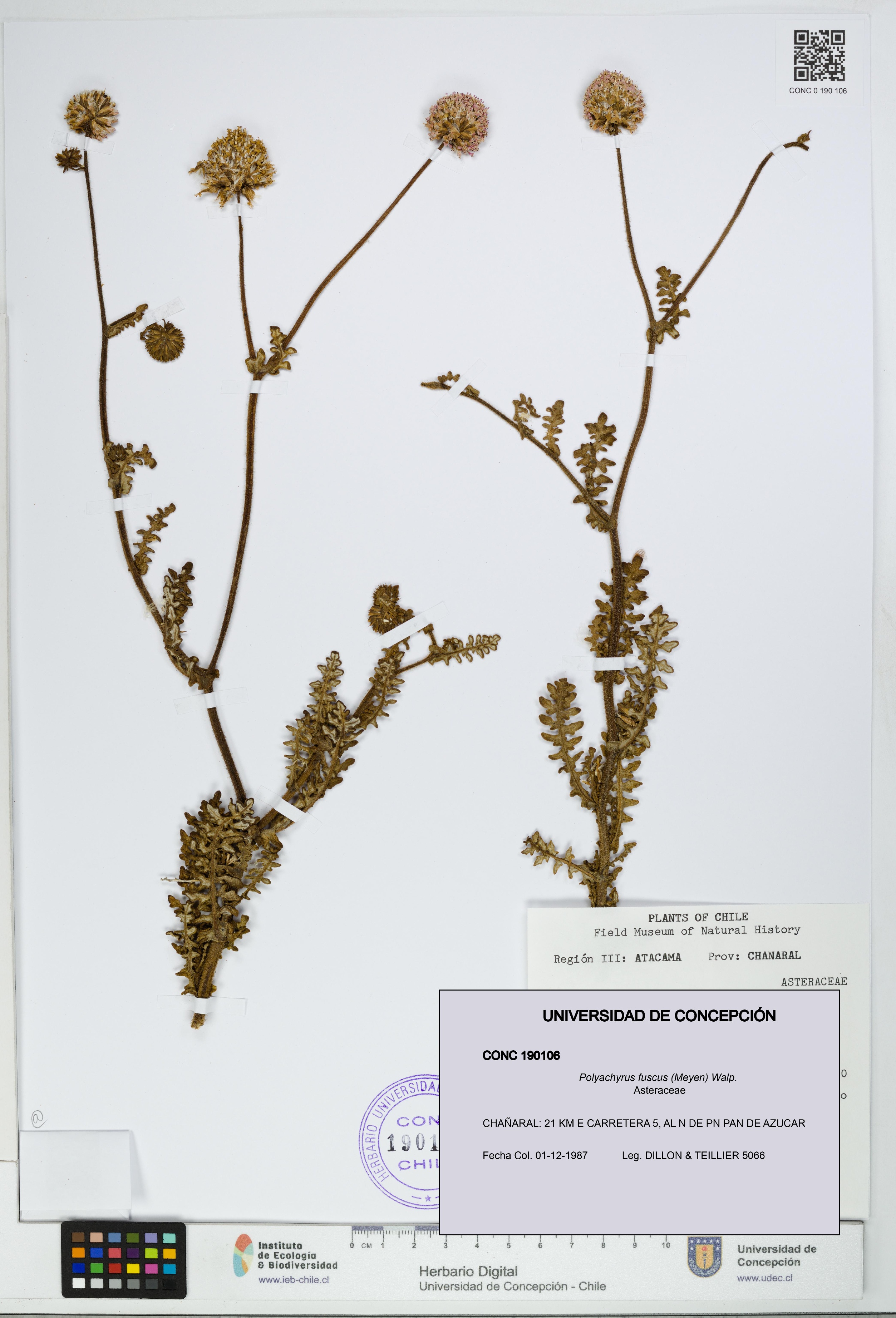 Polyachyrus fuscus [Espécimen: UDEC:CONC:0190106]