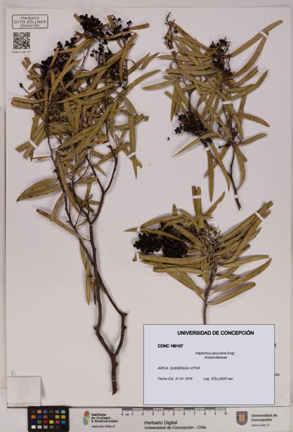 Haplorhus peruviana [Espécimen: UDEC:CONC:0190107]