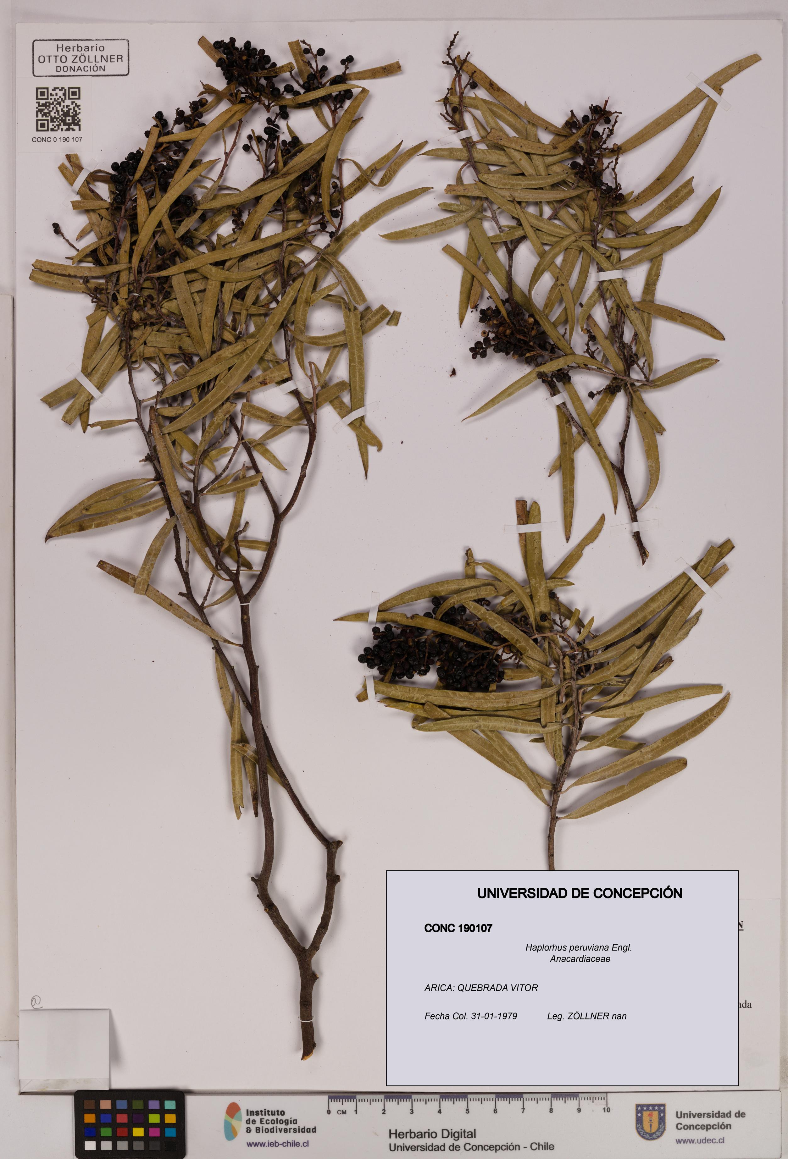 Haplorhus peruviana [Espécimen: UDEC:CONC:0190107]