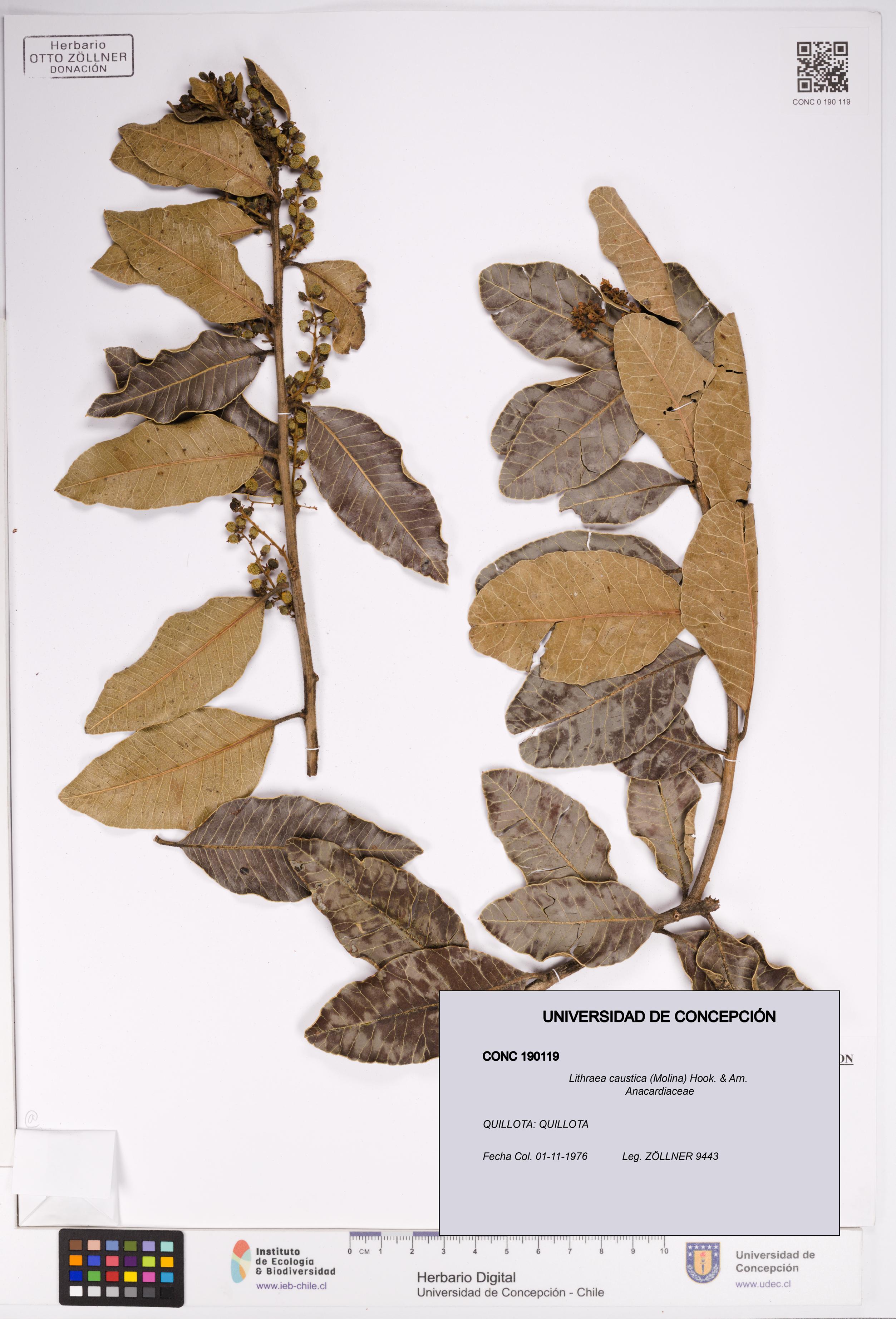 Lithraea caustica [Espécimen: UDEC:CONC:0190119]