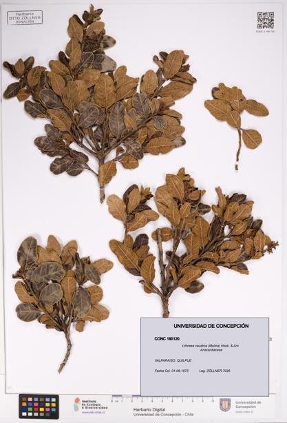 Lithraea caustica [Espécimen: UDEC:CONC:0190120]