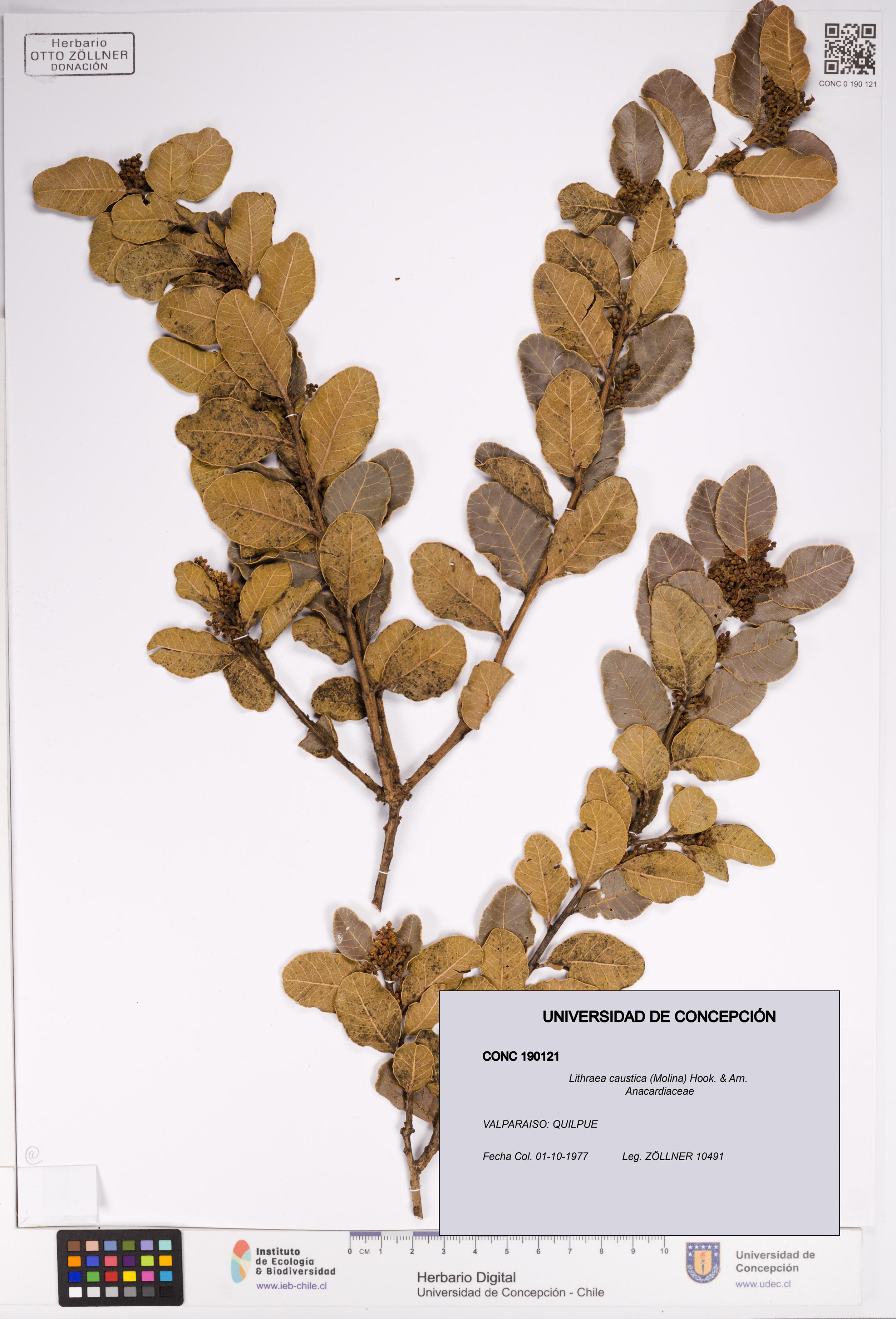 Lithraea caustica [Espécimen: UDEC:CONC:0190121]