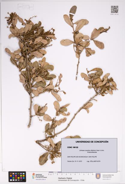 Lithraea caustica [Espécimen: UDEC:CONC:0190122]