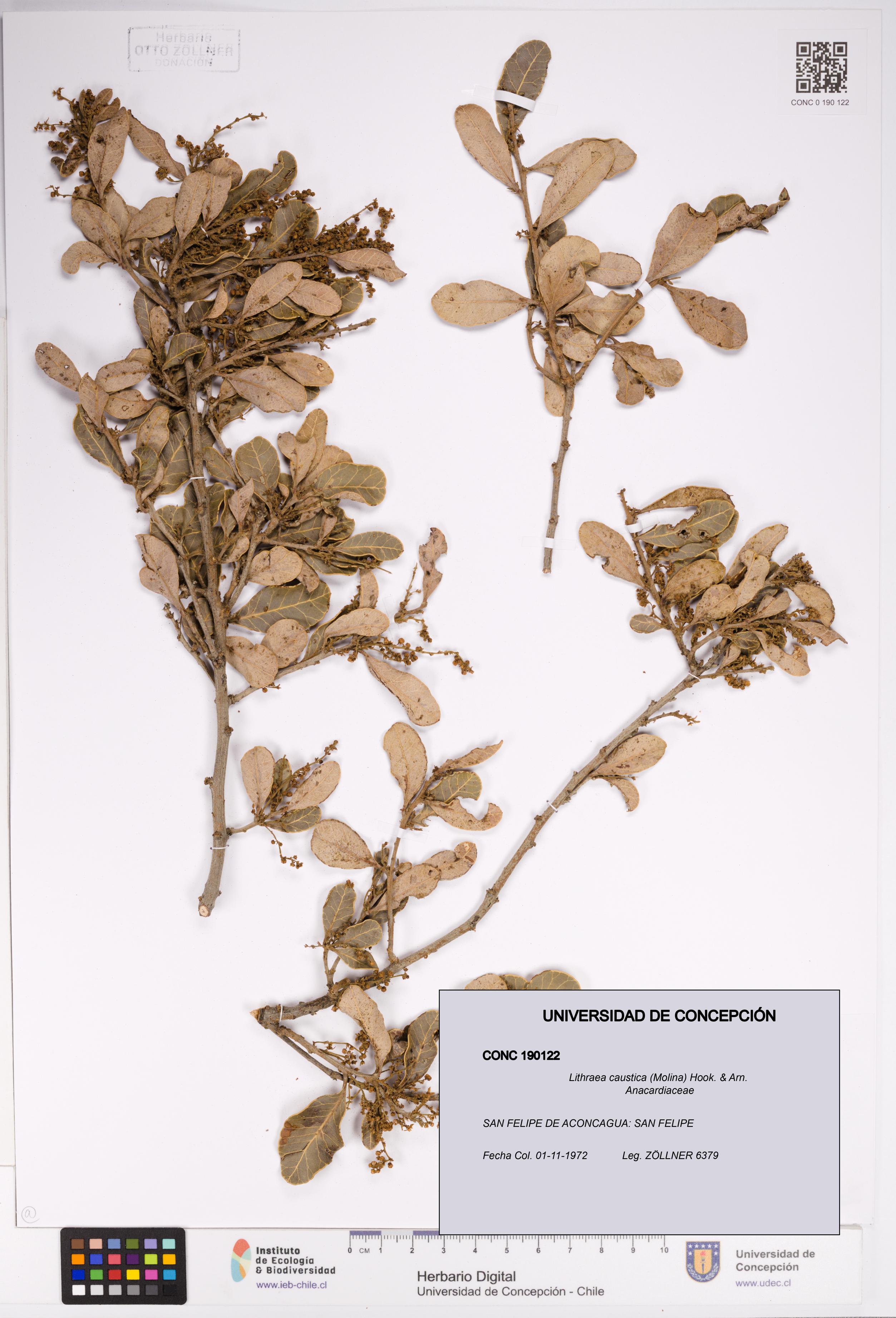 Lithraea caustica [Espécimen: UDEC:CONC:0190122]