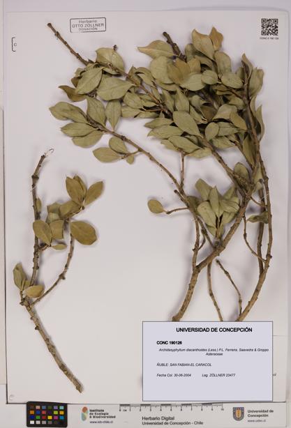 Archidasyphyllum diacanthoides [Espécimen: UDEC:CONC:0190126]