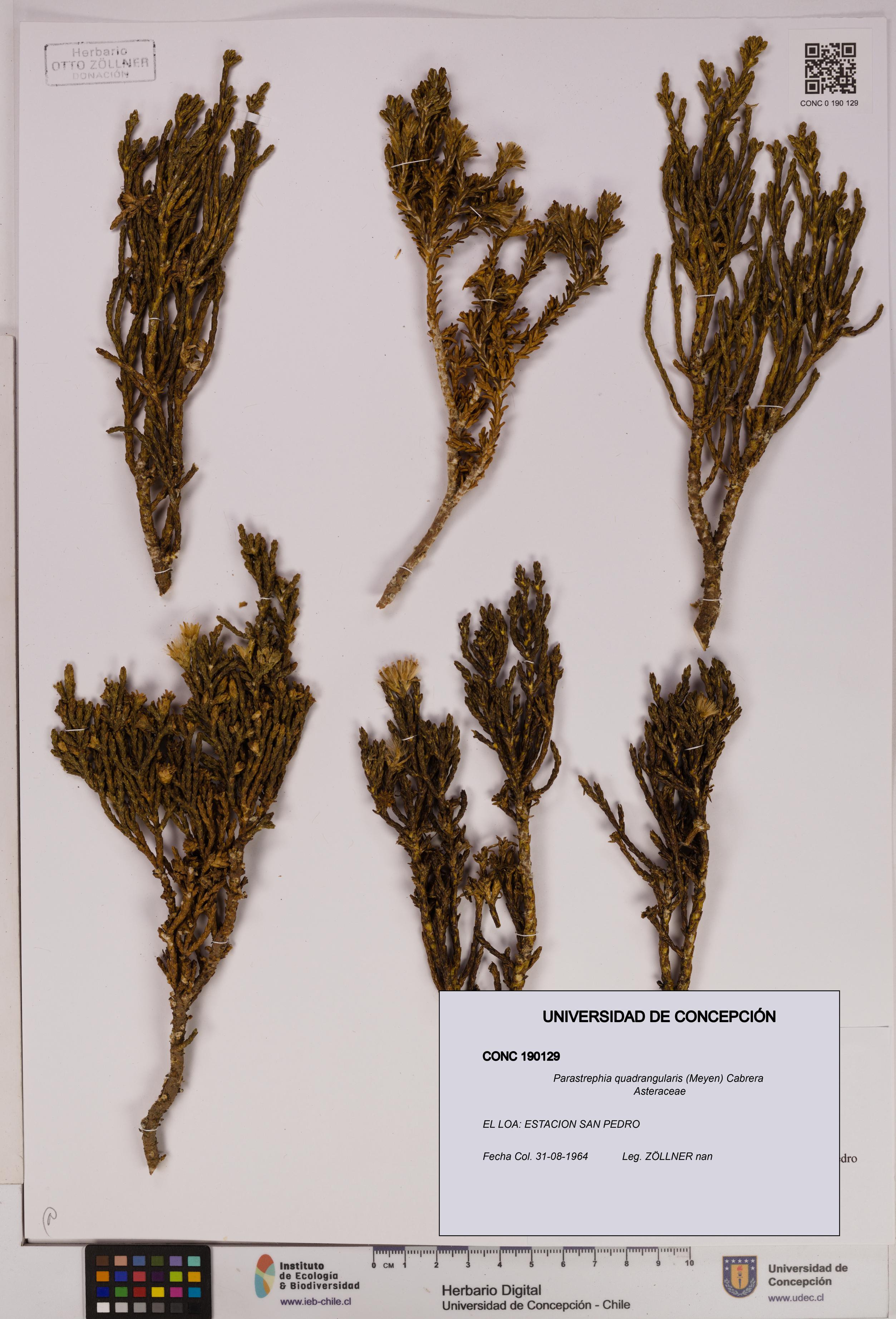 Parastrephia quadrangularis [Espécimen: UDEC:CONC:0190129]
