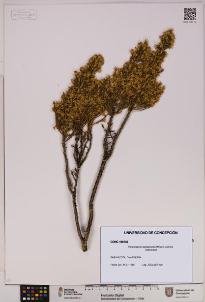 Parastrephia lepidophylla [Espécimen: UDEC:CONC:0190132]