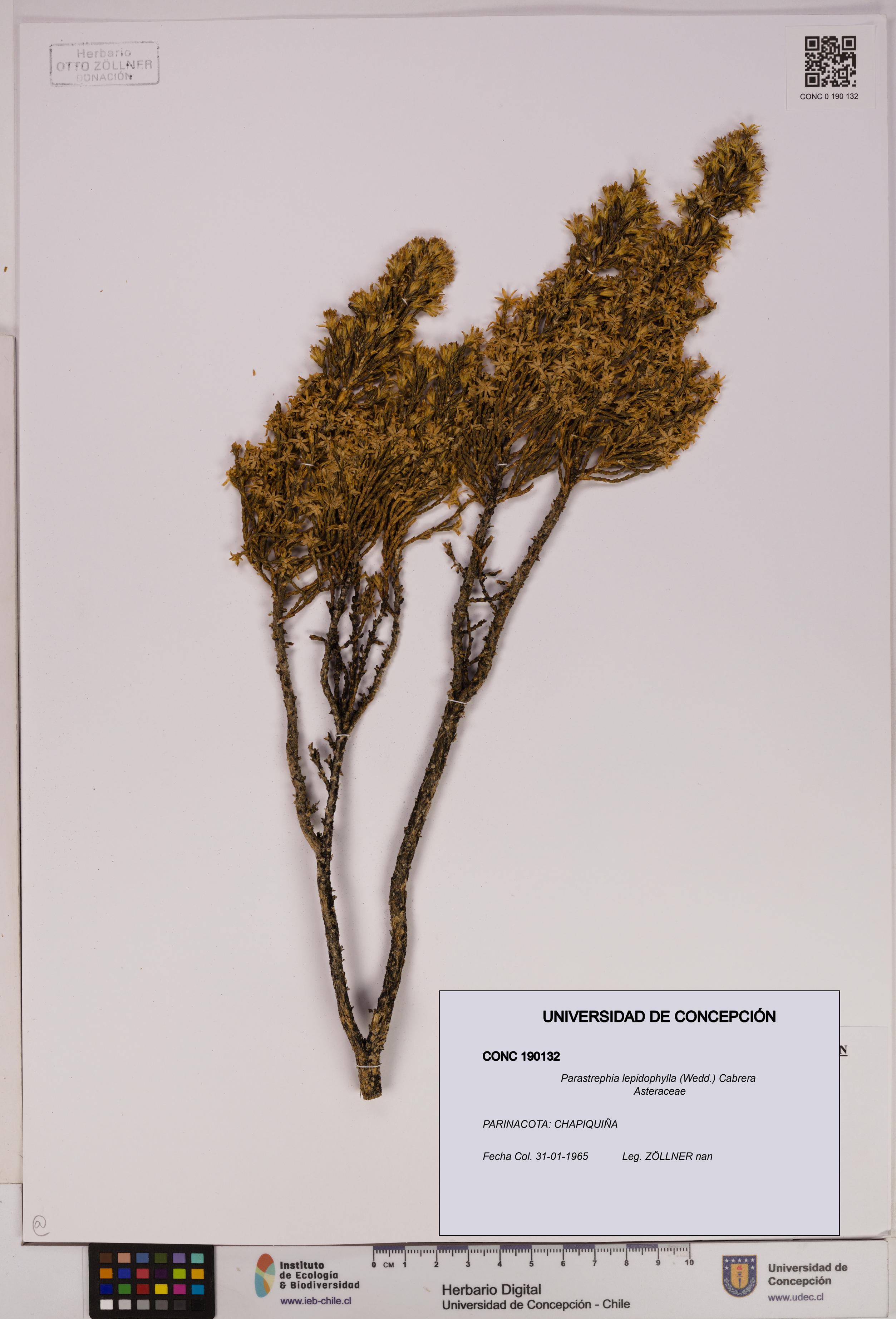 Parastrephia lepidophylla [Espécimen: UDEC:CONC:0190132]