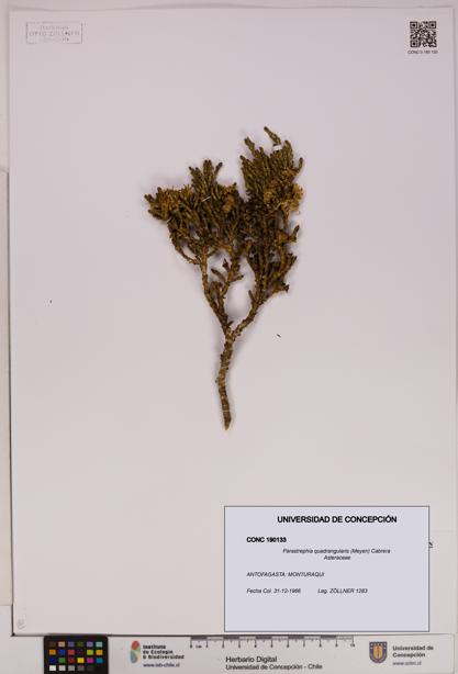 Parastrephia quadrangularis [Espécimen: UDEC:CONC:0190133]