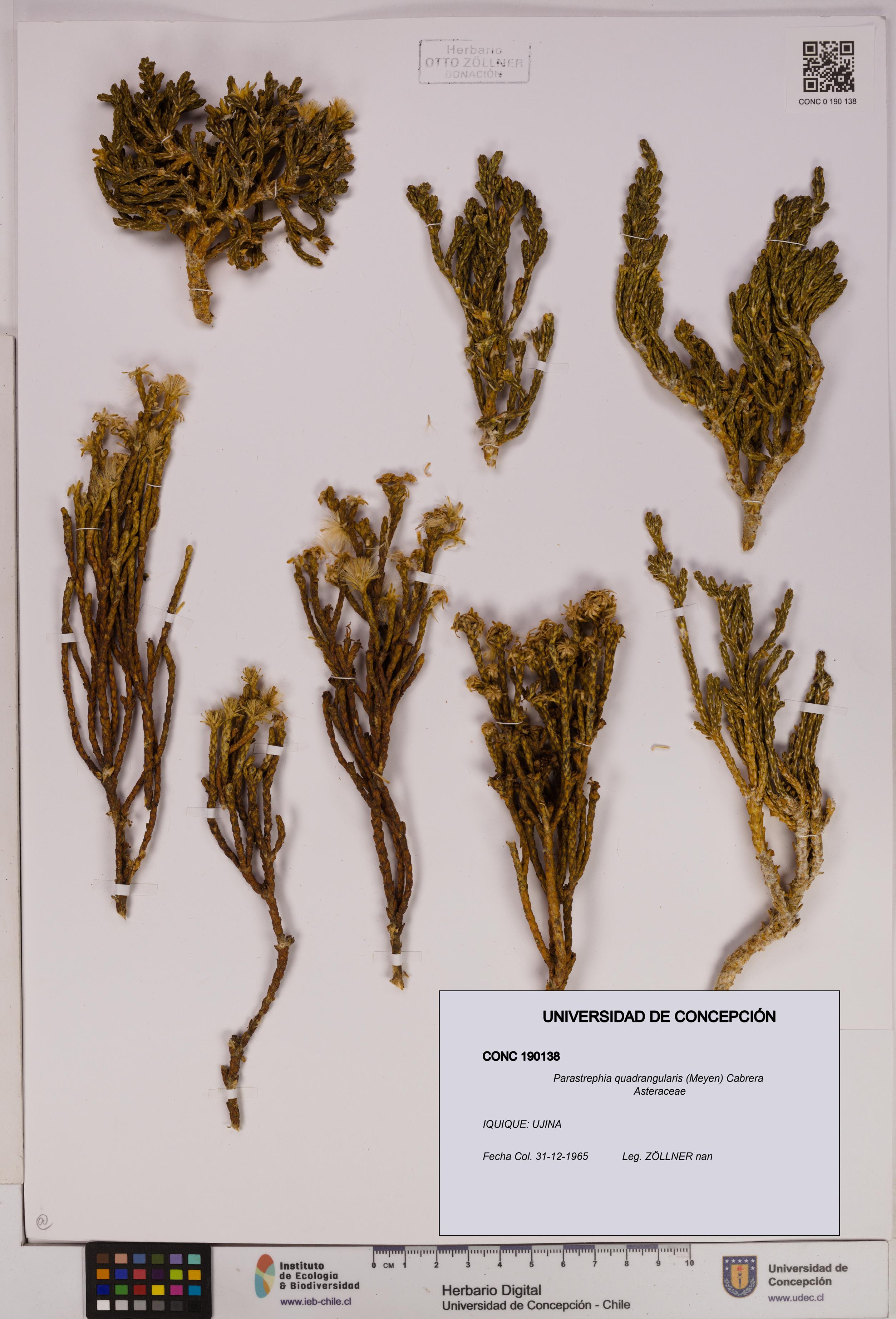Parastrephia quadrangularis [Espécimen: UDEC:CONC:0190138]