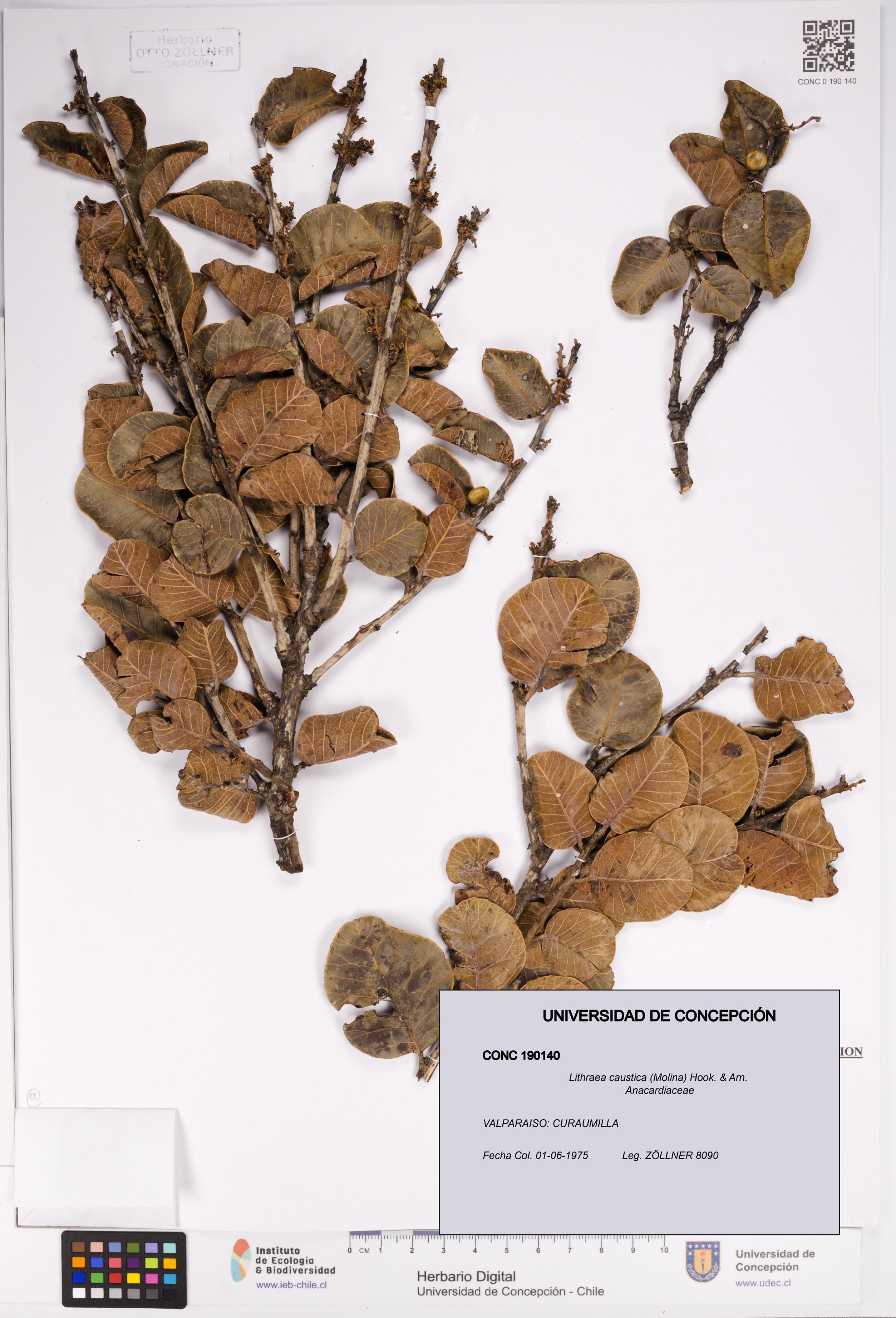 Lithraea caustica [Espécimen: UDEC:CONC:0190140]