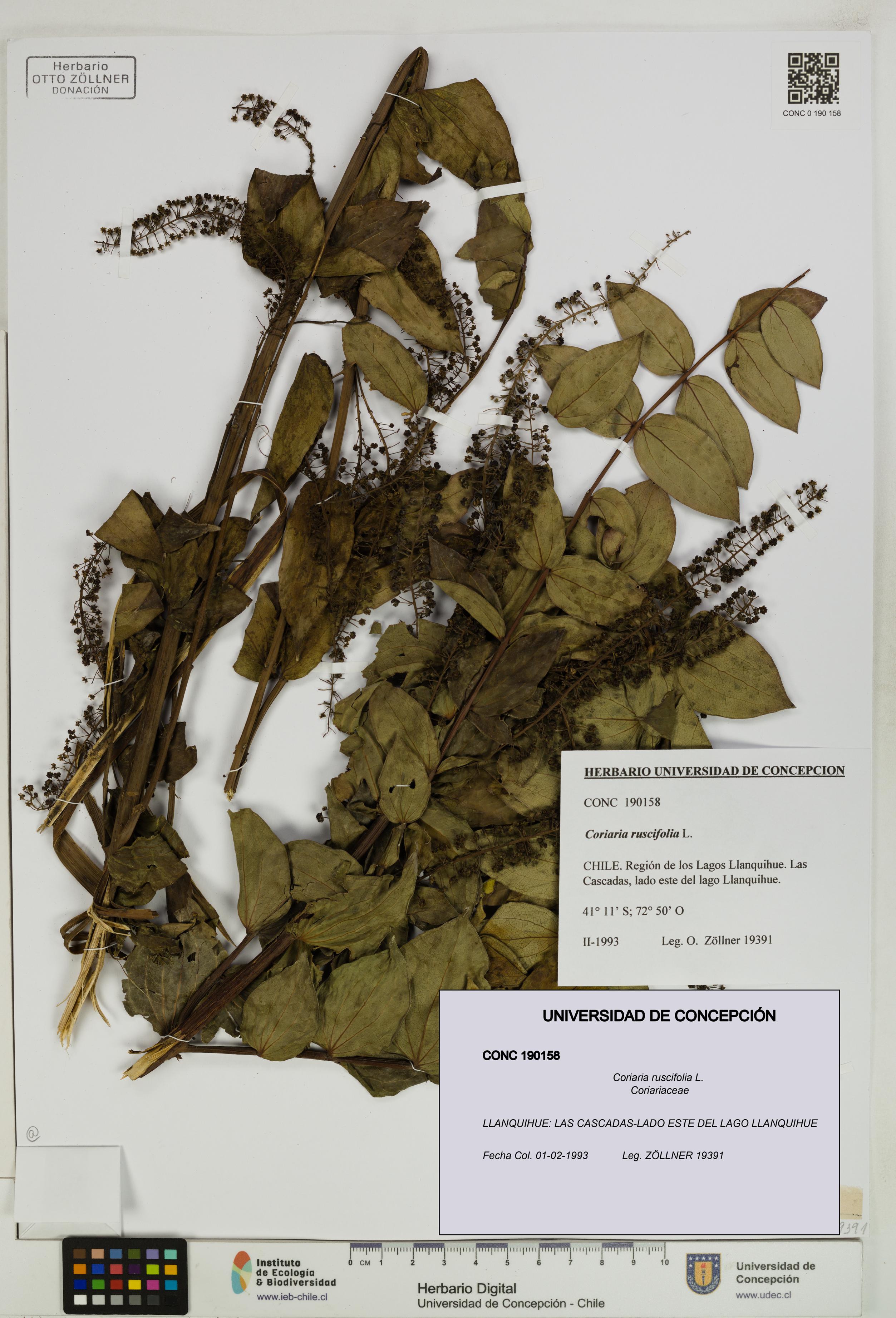 Coriaria ruscifolia [Espécimen: ]
