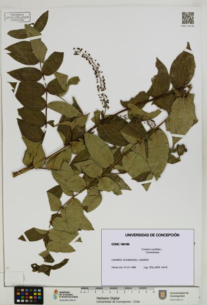 Coriaria ruscifolia [Espécimen: ]