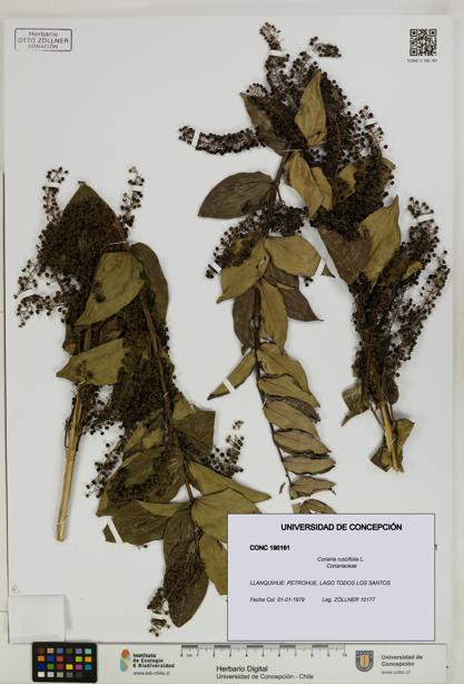 Coriaria ruscifolia [Espécimen: ]
