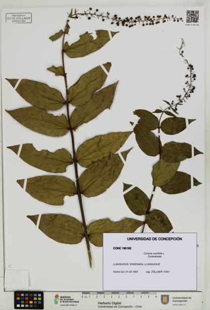 Coriaria ruscifolia [Espécimen: ]