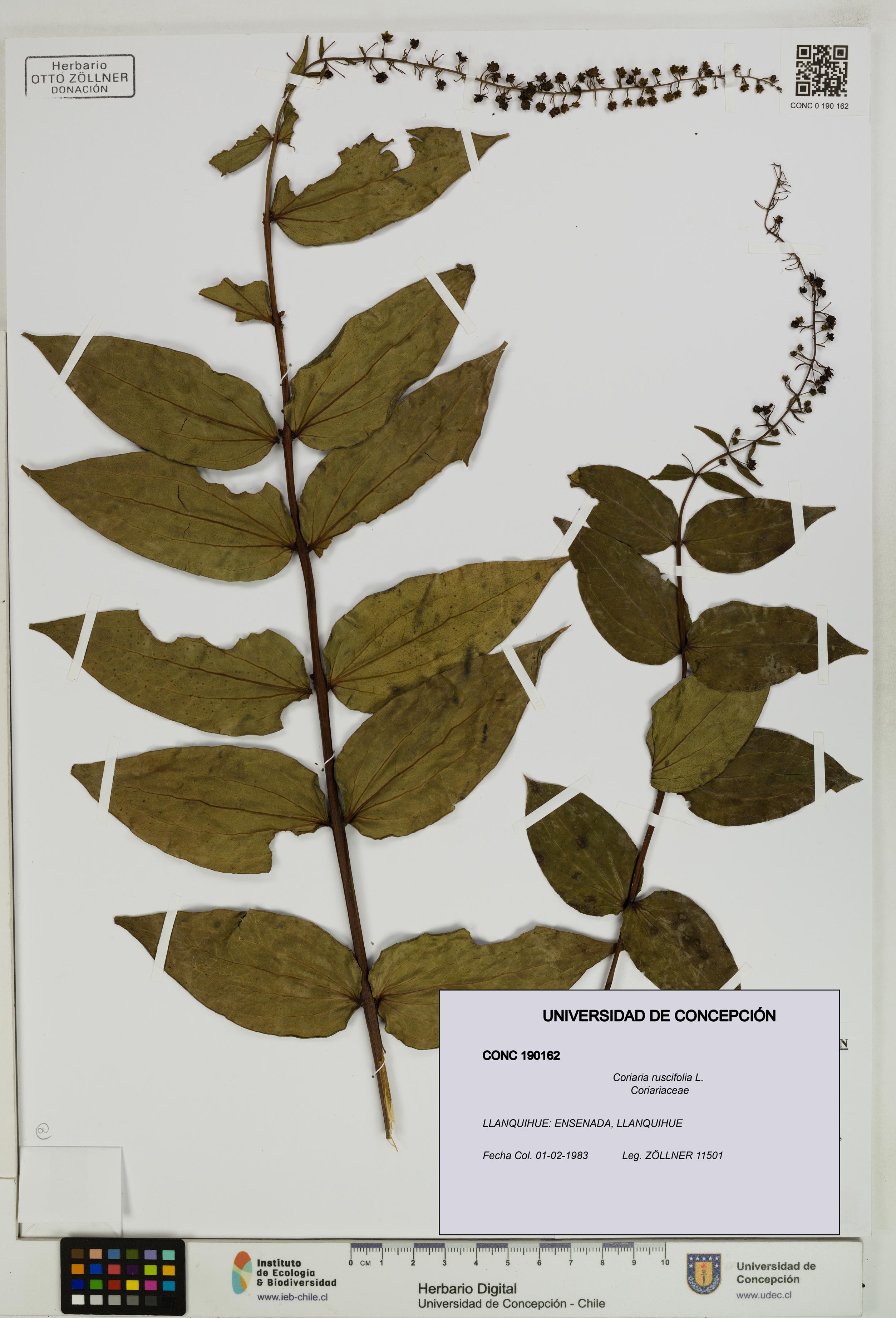 Coriaria ruscifolia [Espécimen: ]