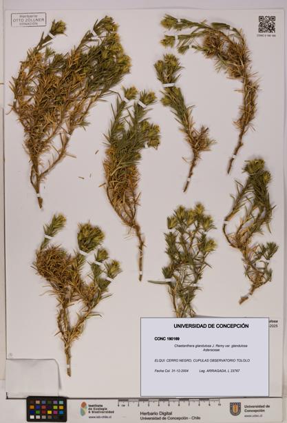 Chaetanthera glandulosa var. glandulosa [Espécimen: UDEC:CONC:0190169]