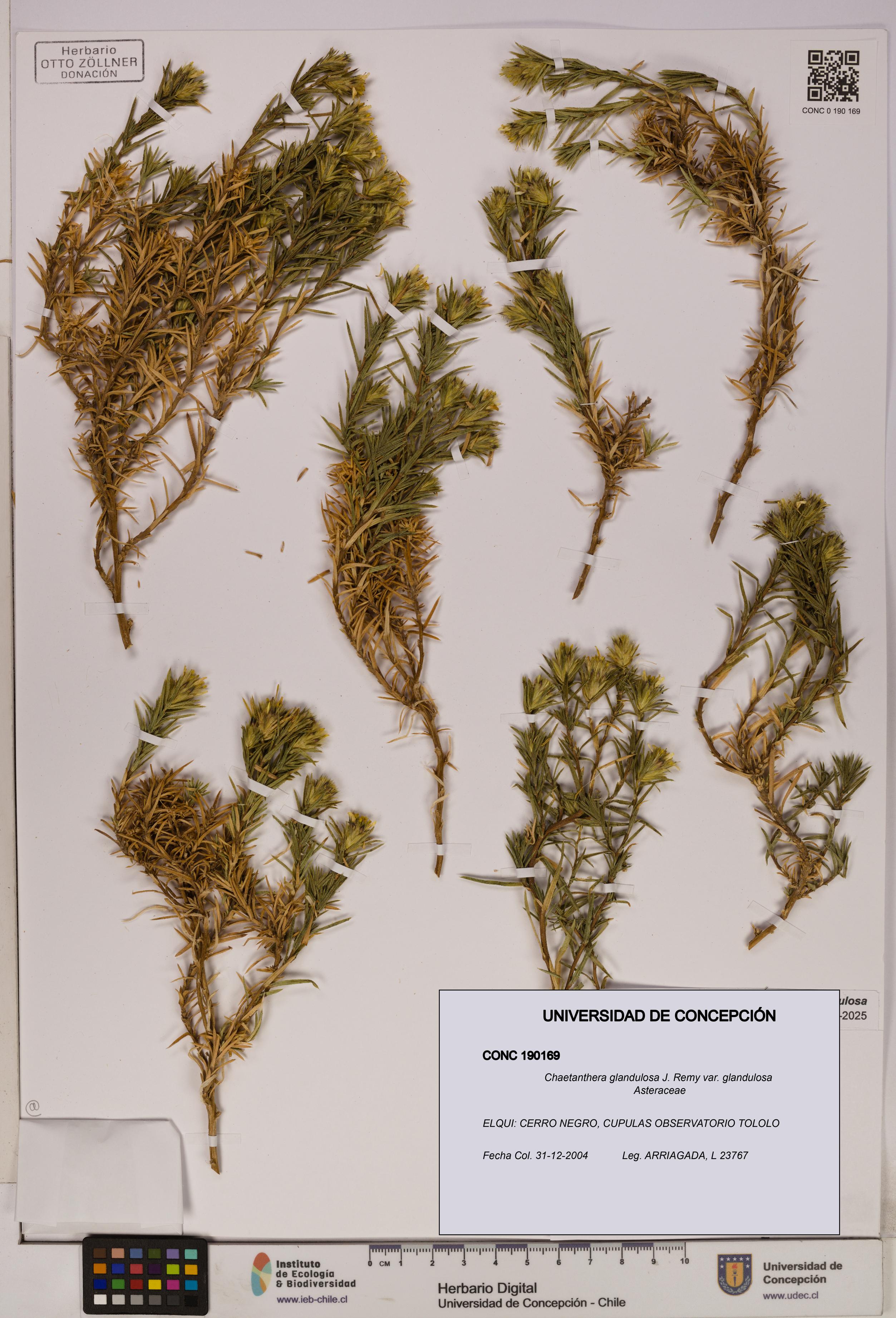 Chaetanthera glandulosa var. glandulosa [Espécimen: UDEC:CONC:0190169]