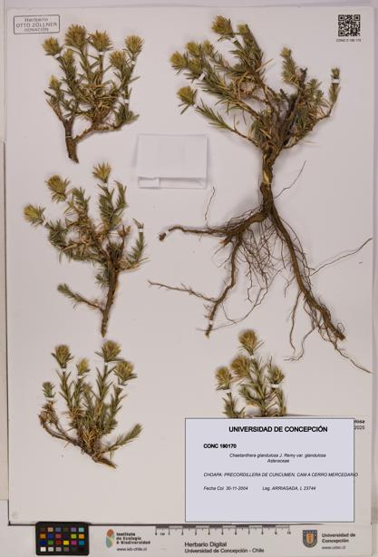 Chaetanthera glandulosa var. glandulosa [Espécimen: UDEC:CONC:0190170]