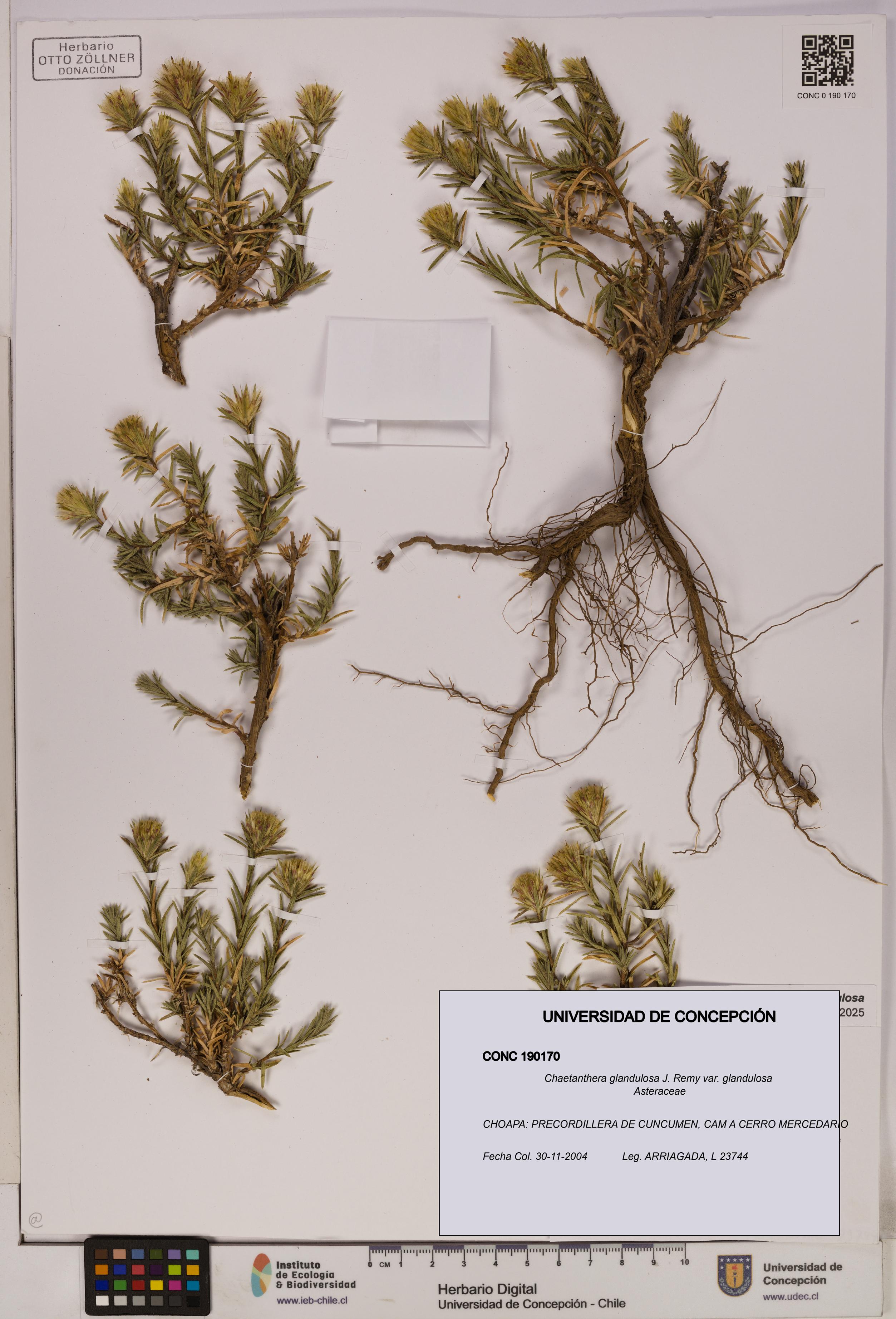 Chaetanthera glandulosa var. glandulosa [Espécimen: UDEC:CONC:0190170]