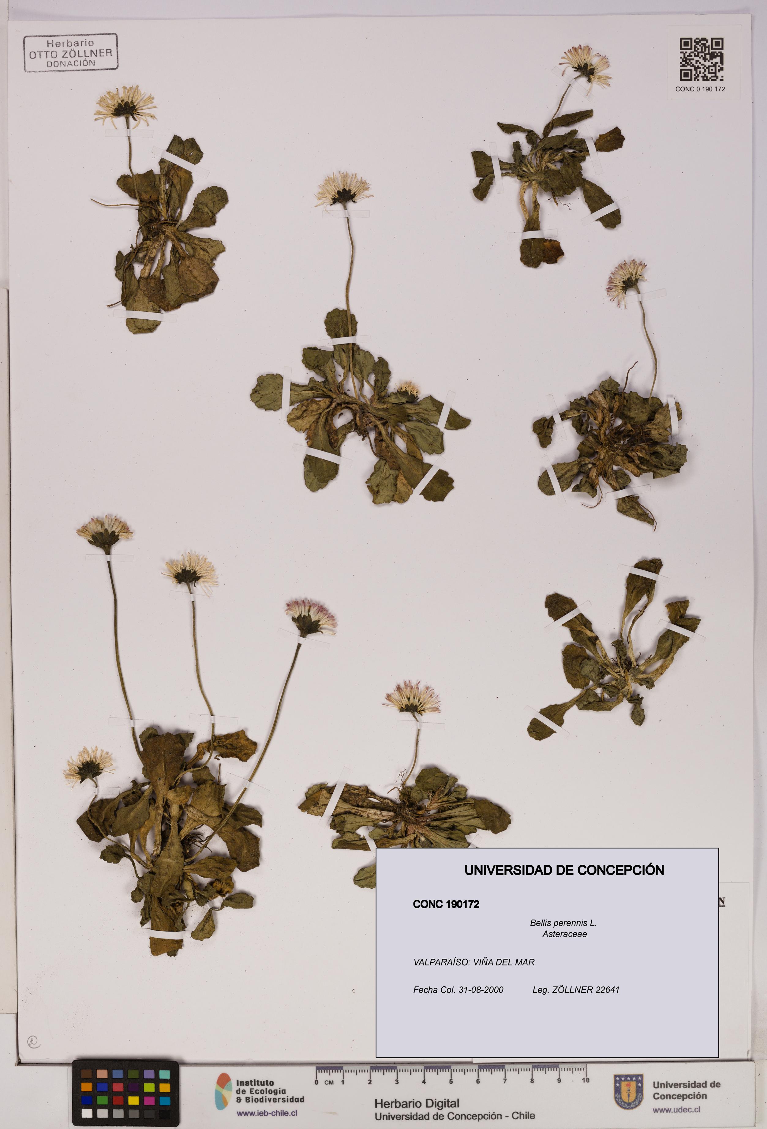 Bellis perennis [Espécimen: ]