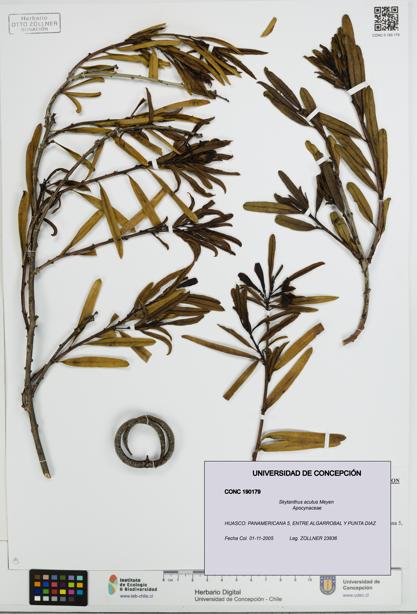 Skytanthus acutus [Espécimen: UDEC:CONC:0190179]