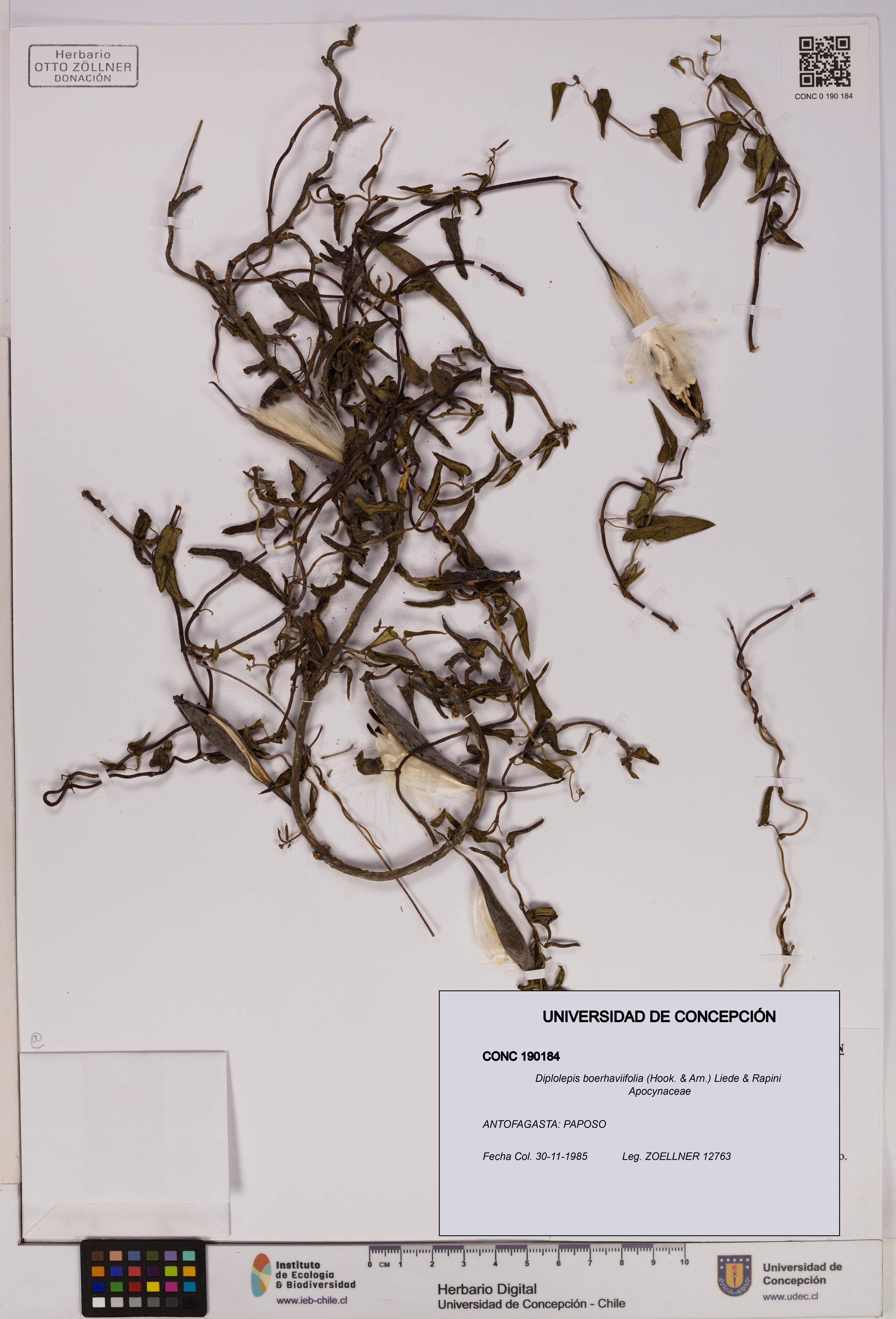 Diplolepis boerhaviifolia [Espécimen: UDEC:CONC:0190184]