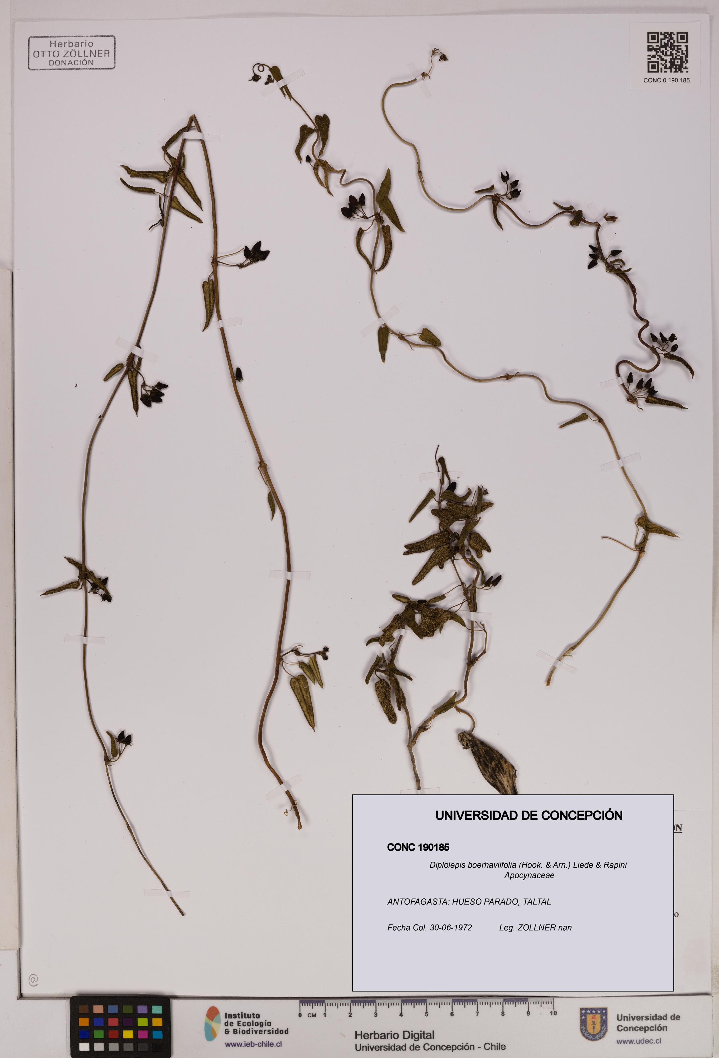 Diplolepis boerhaviifolia [Espécimen: UDEC:CONC:0190185]