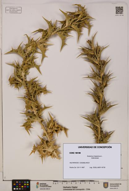 Scolymus hispanicus [Espécimen: ]