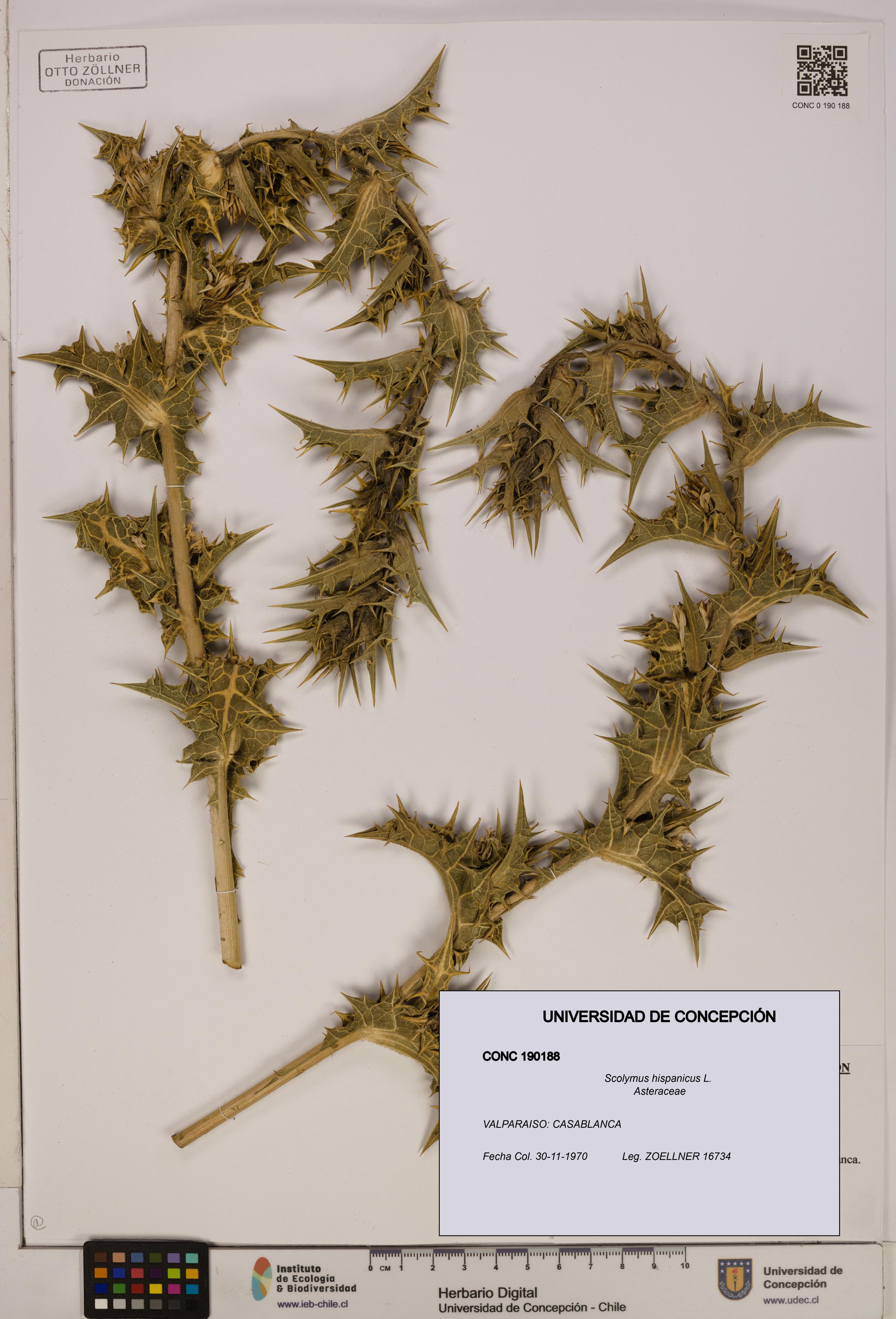 Scolymus hispanicus [Espécimen: ]