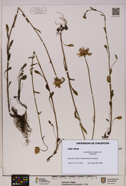 Leucanthemum vulgare [Espécimen: UDEC:CONC:0190190]