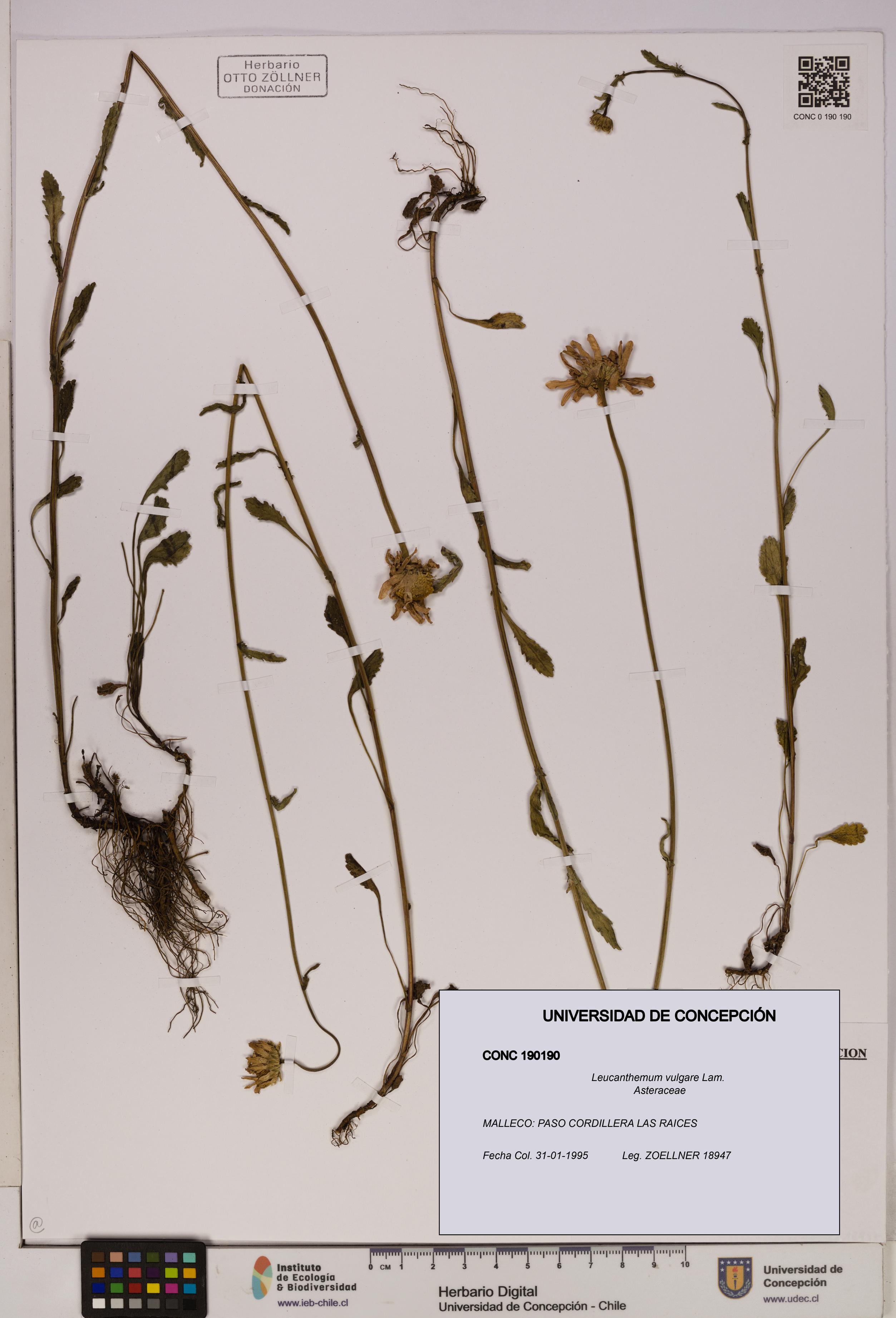 Leucanthemum vulgare [Espécimen: UDEC:CONC:0190190]
