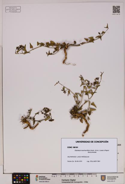 Diplolepis boerhaviifolia [Espécimen: UDEC:CONC:0190191]