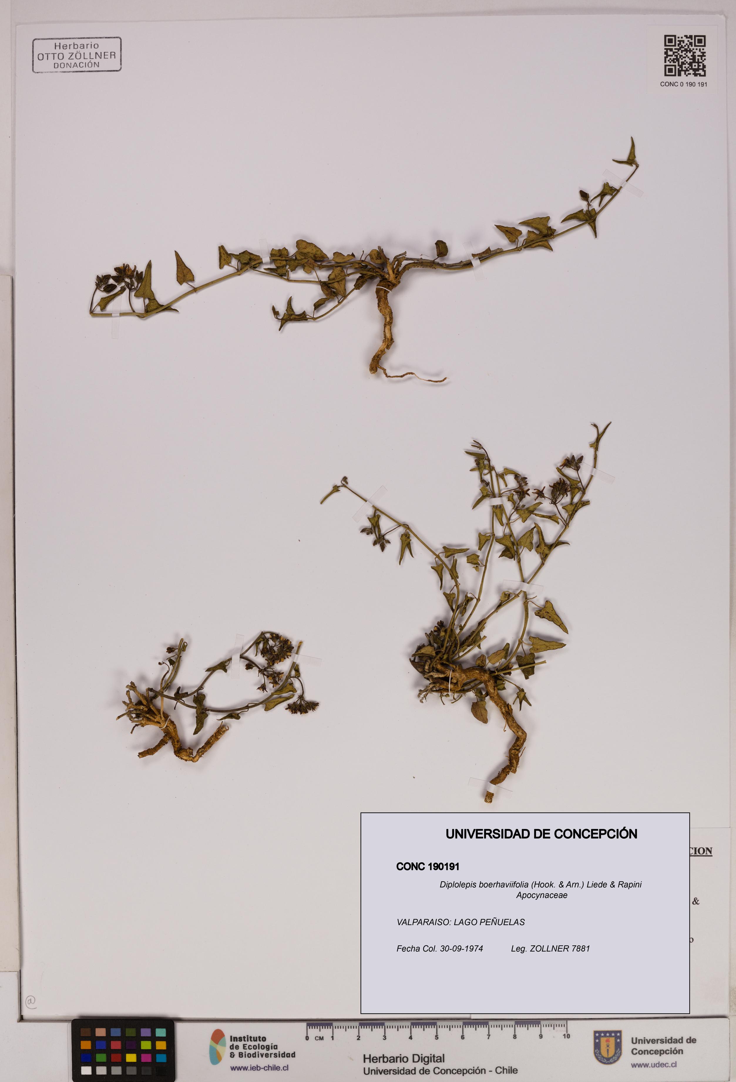 Diplolepis boerhaviifolia [Espécimen: UDEC:CONC:0190191]