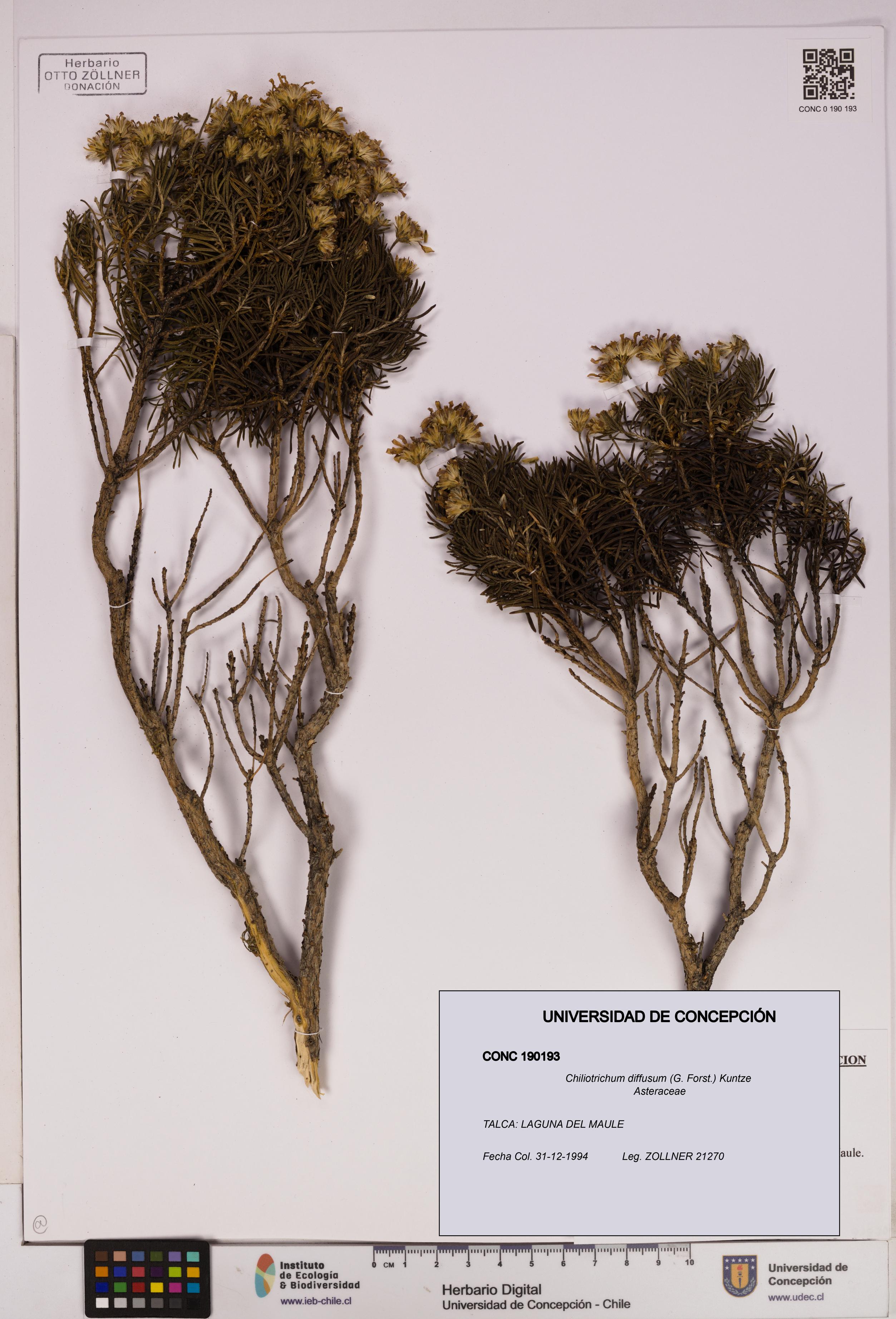 Chiliotrichum diffusum [Espécimen: UDEC:CONC:0190193]