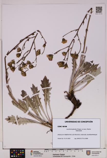 Leucheria glacialis [Espécimen: UDEC:CONC:0190196]