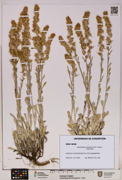 Gamochaeta chamissonis [Espécimen: UDEC:CONC:0190198]