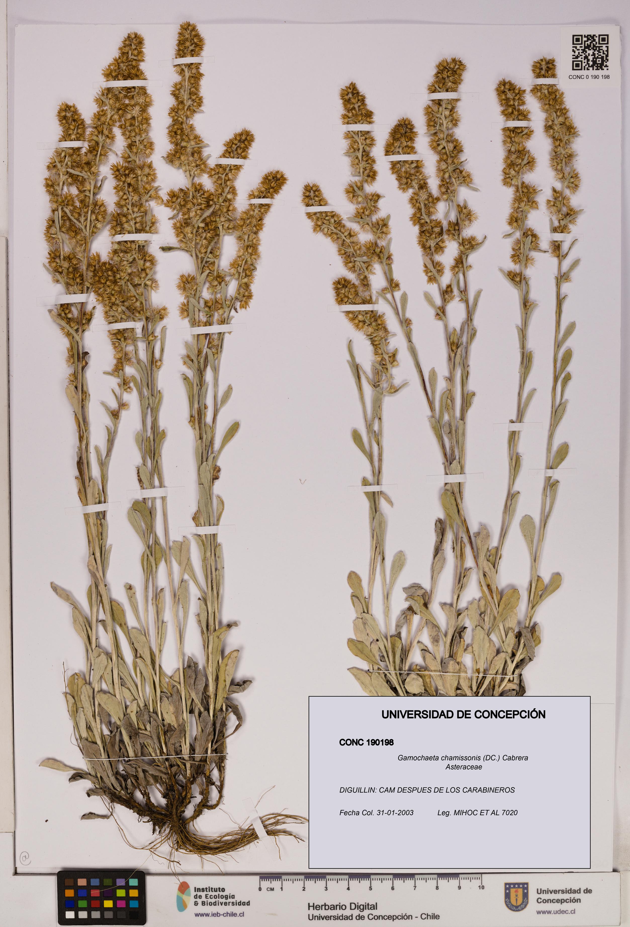 Gamochaeta chamissonis [Espécimen: UDEC:CONC:0190198]