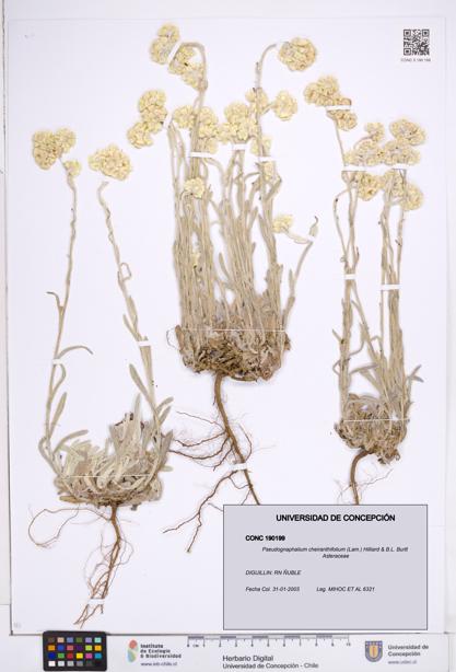 Pseudognaphalium cheiranthifolium [Espécimen: ]