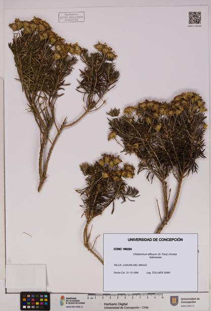 Chiliotrichum diffusum [Espécimen: UDEC:CONC:0190224]