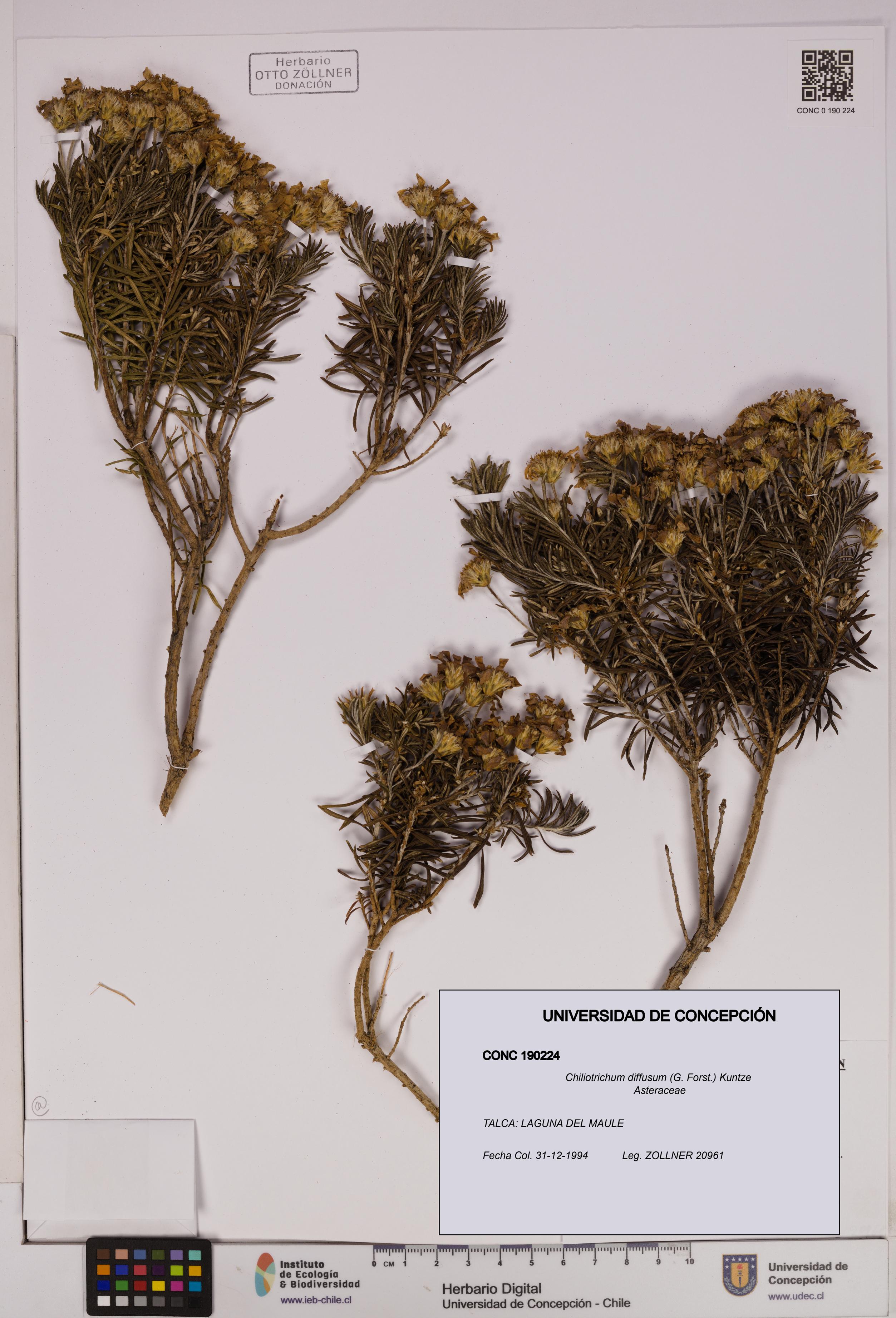 Chiliotrichum diffusum [Espécimen: UDEC:CONC:0190224]