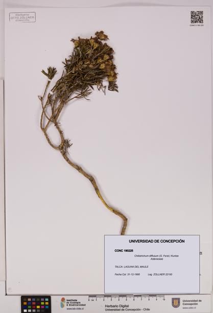 Chiliotrichum diffusum [Espécimen: UDEC:CONC:0190225]