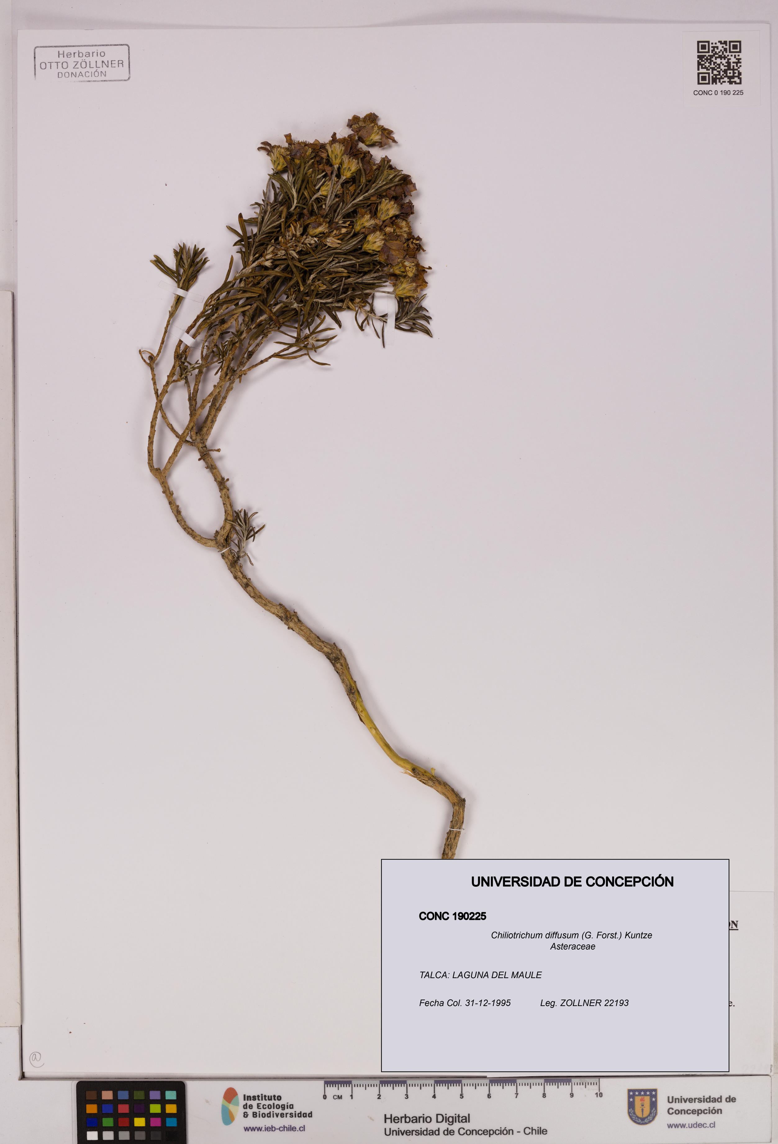 Chiliotrichum diffusum [Espécimen: UDEC:CONC:0190225]