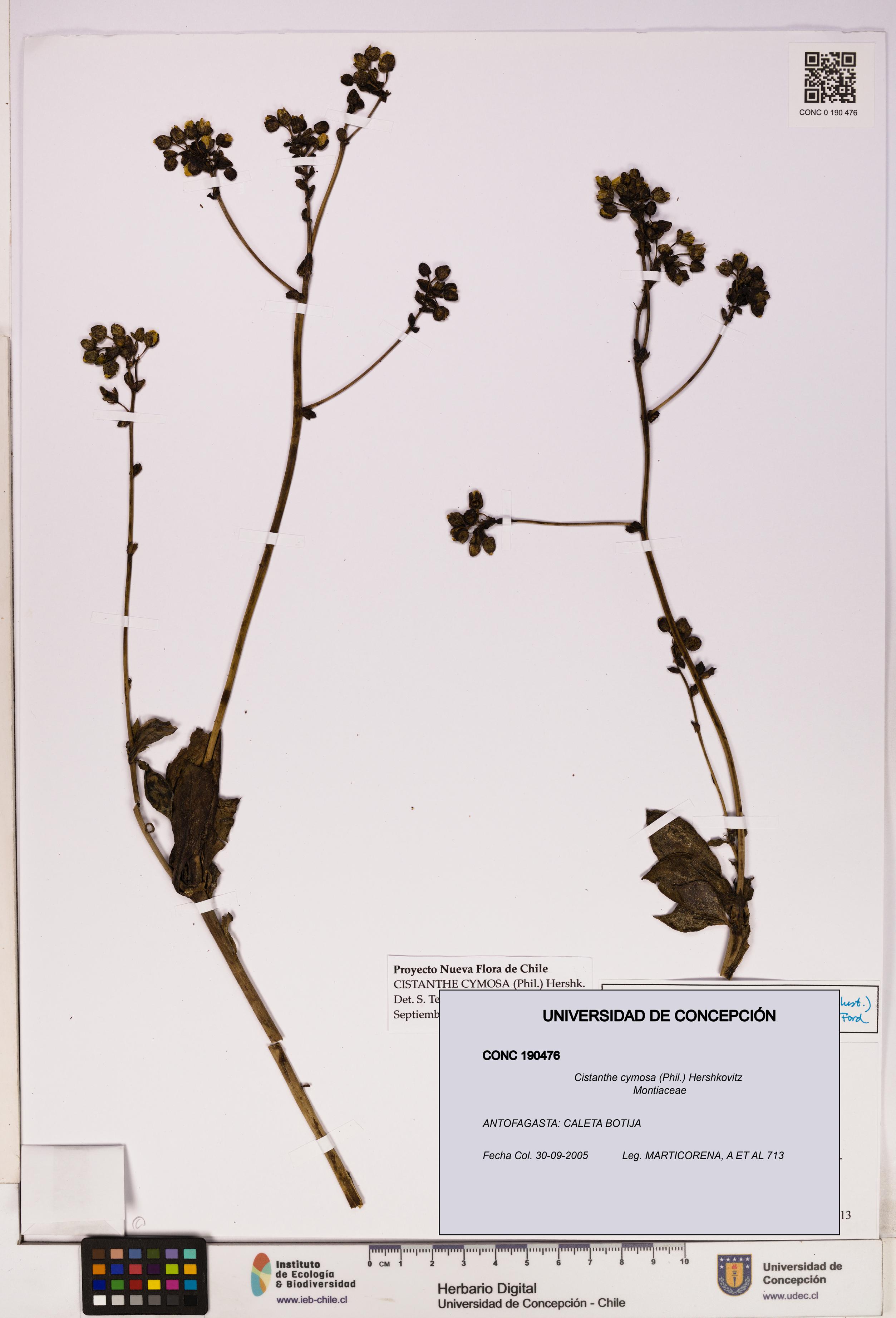 Cistanthe cymosa [Espécimen: UDEC:CONC:0190476]
