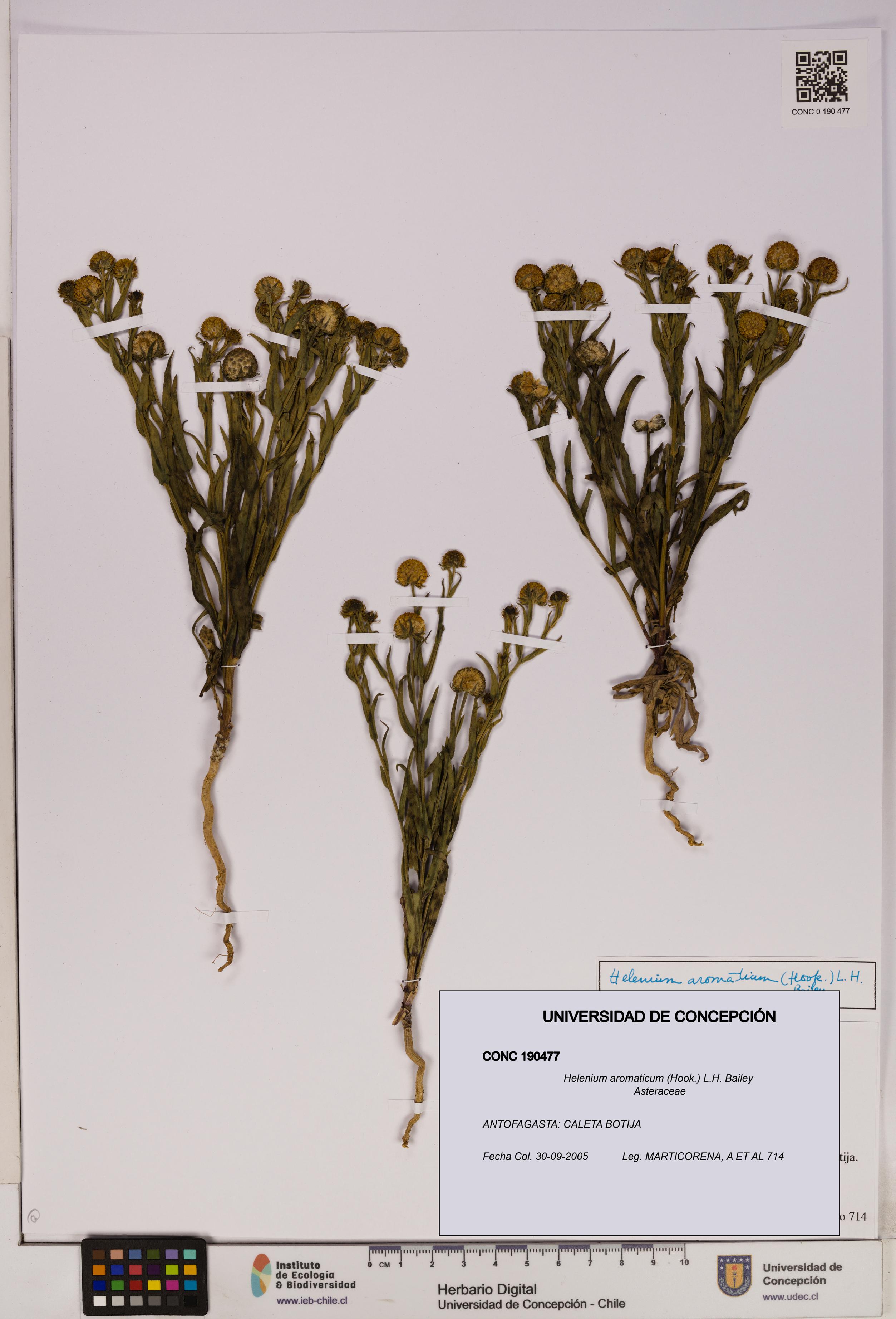 Helenium aromaticum [Espécimen: UDEC:CONC:0190477]