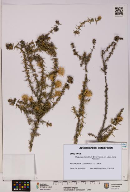 Chuquiraga ulicina subsp. ulicina [Espécimen: UDEC:CONC:0190479]