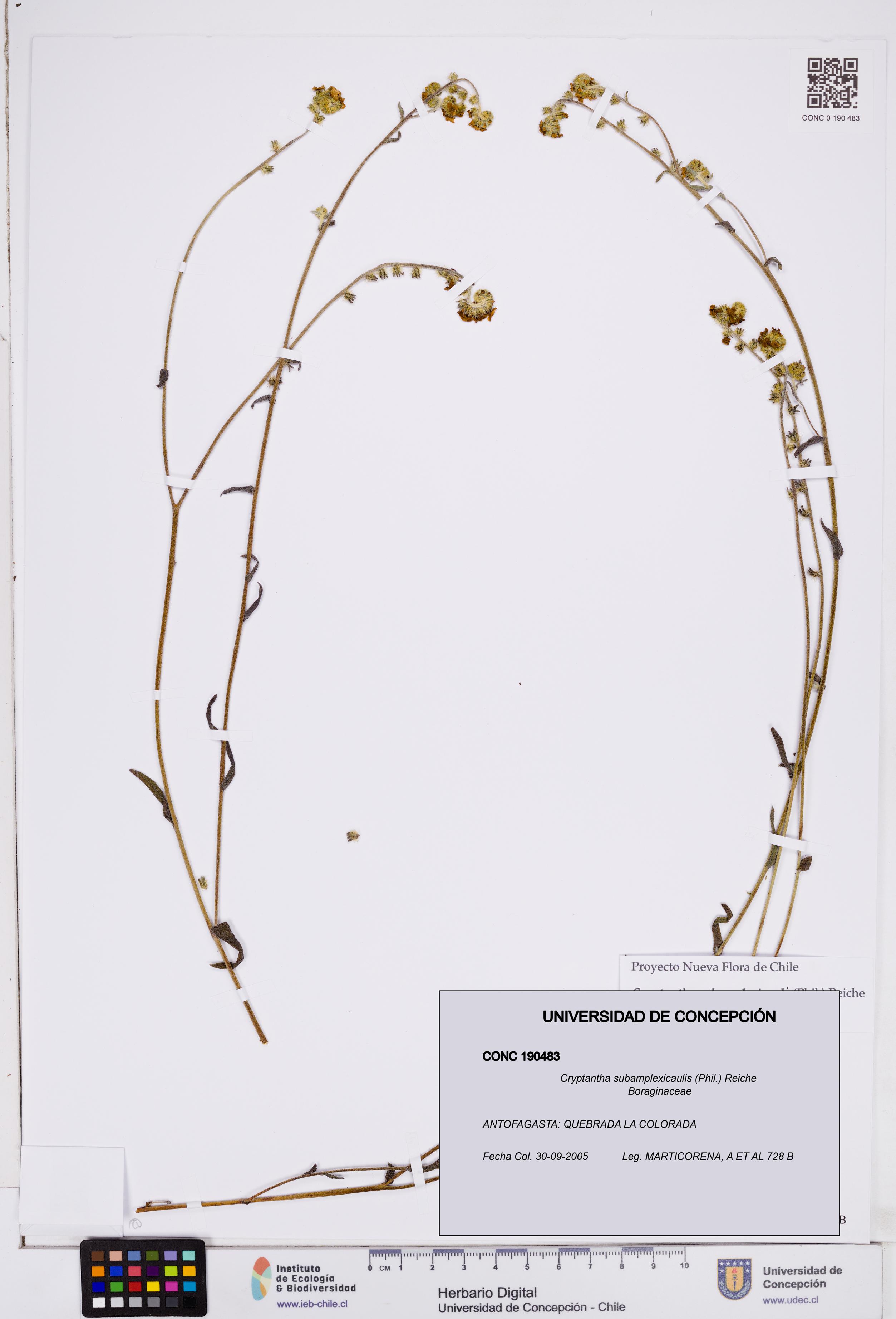 Cryptantha subamplexicaulis [Espécimen: ]